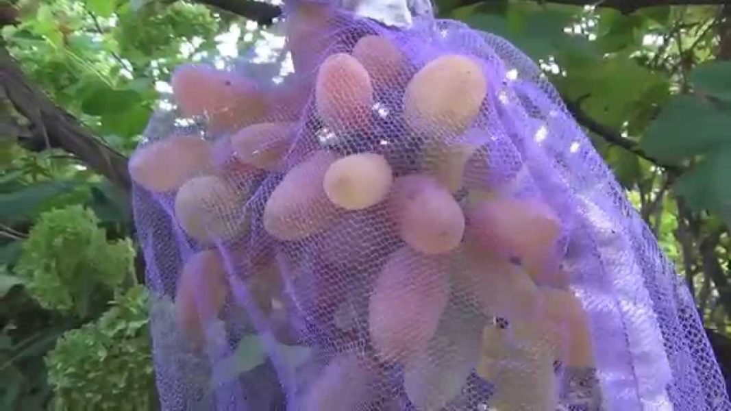 Сетка защищает виноград от поедания насекомыми и птицами