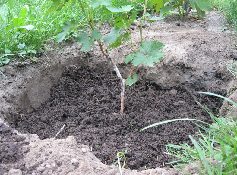Перед посадкой в яму засыпается дренаж, так как виноград нуждается в вентилируемой почве