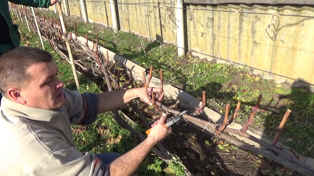 Как правильно обрезать виноград видео