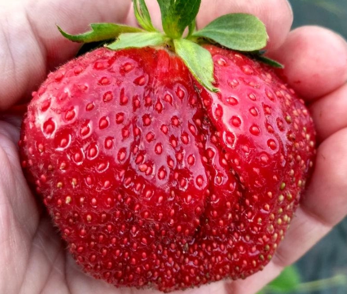 Самые крупные ягоды вырастают на 2-3 год после высадки растений