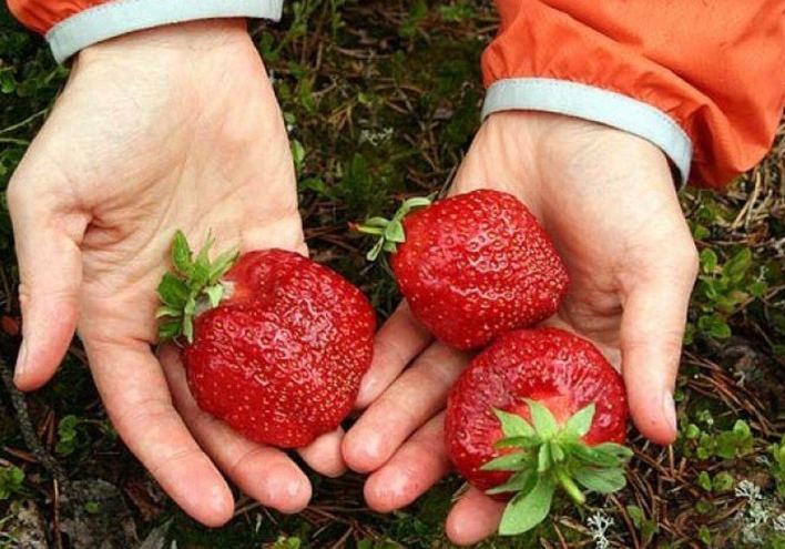 Нередко вырастают крупные ягоды, но они чаще всего имеют неправильную форму