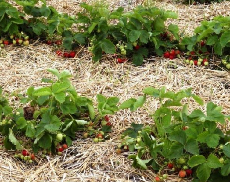 Так как под весом ягод стебли нагибаются до земли, грунт часто закрывается соломой или черной пленкой, чтобы клубника не портилась