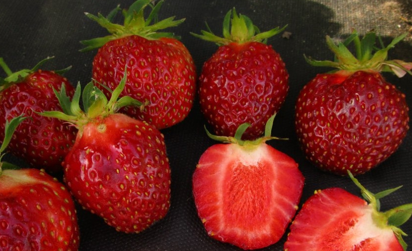 Мякоть плотная и очень сочная, зрелые ягоды буквально тают во рту