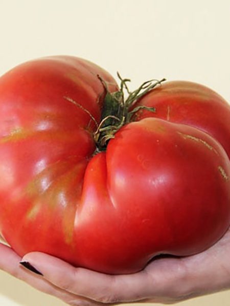 Крупные ярко-красные плоды с плотной кожицей достигают в весе 900 г