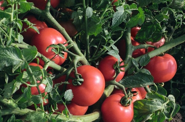 Чтобы растения не ложилось на землю под весом томатов они подвязываются