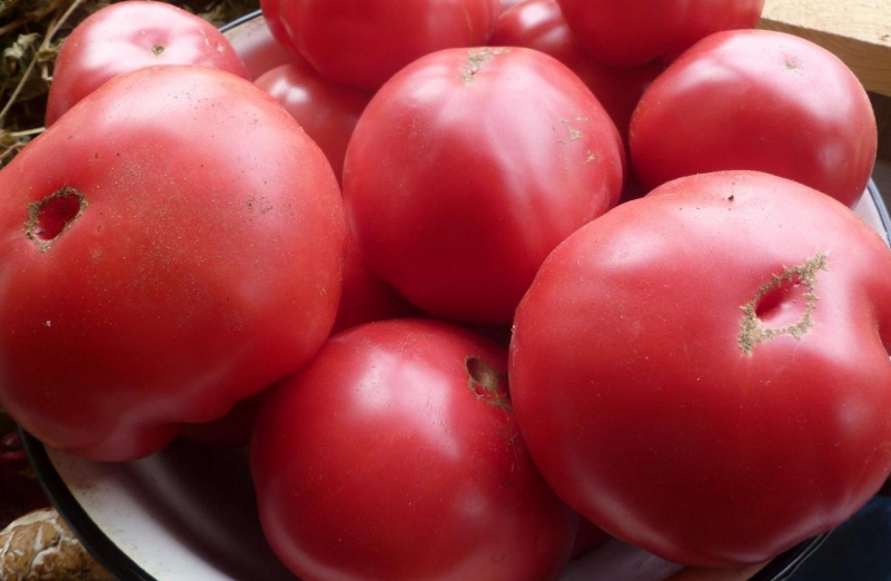В прохладном месте томаты сохраняются достаточно долго