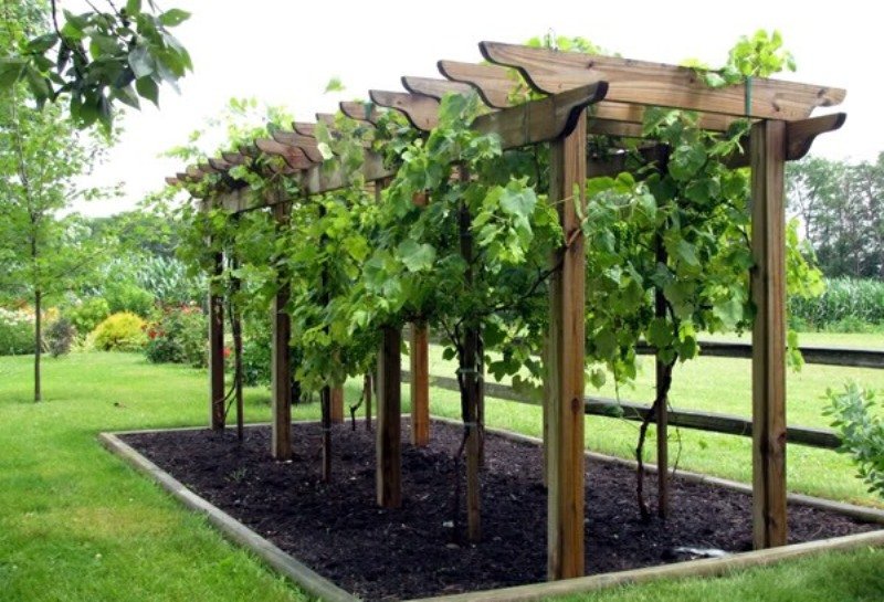 Винограду нужна крепкая опора, например, из дерева, как на фото