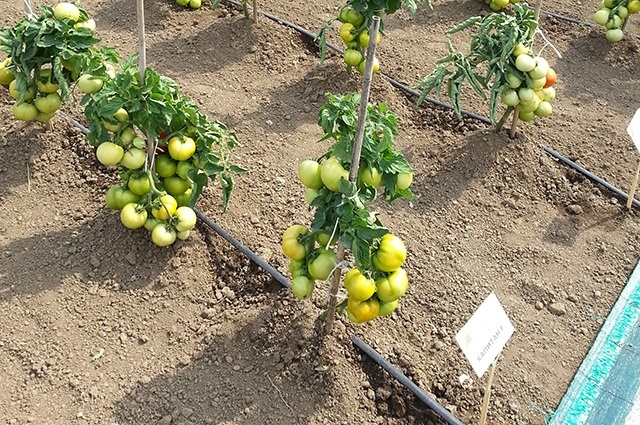 Как ухаживать за помидорами после посадки в открытый грунт?