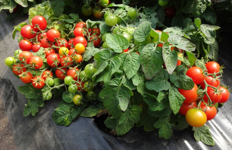 Чтобы томаты не лежали на земле, поверхность часто застилается специальной пленкой или мульчируется соломой