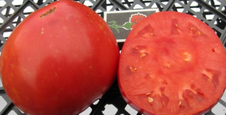 Мякоть сочная и достаточно плотная, поэтому томаты хранятся пару недель