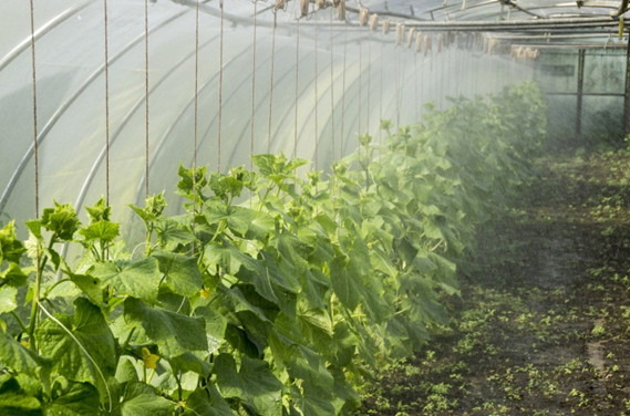 Как выращивать в теплице помидоры и огурцы вместе?
