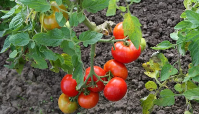 От веса томатов растения наклоняются до земли