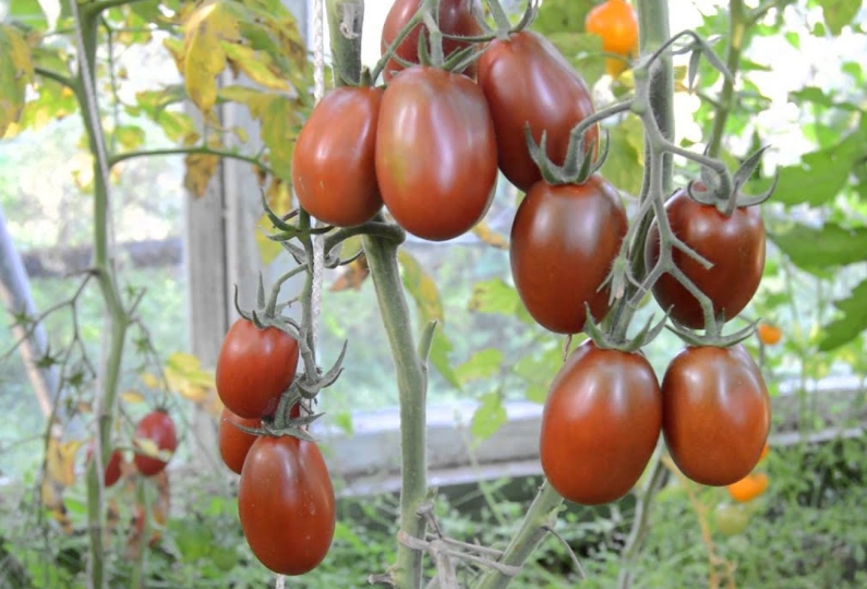 В одной грозди может созревать до 18 томатов, поэтому обязательно подвязывайте кусты, чтобы под весом плодов они не ложились