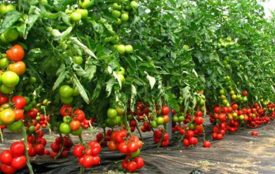 Чтобы томаты не лежали на земле часто грунт мульчируется или закрывается специальной пленкой