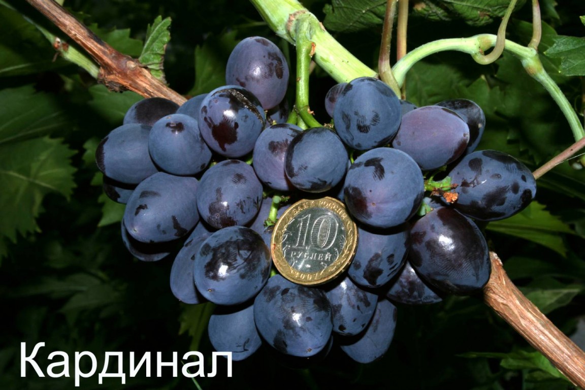 Фото: от родительского сорта Кардинал форма винограда Памяти учителя унаследовала форму и размер ягод