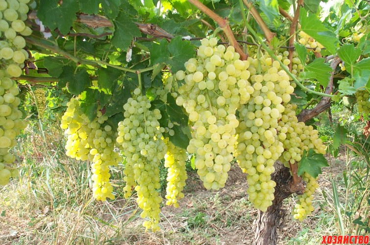 На фото — Амурский виноград в дикой форме, произрастает на Дальнем Востоке