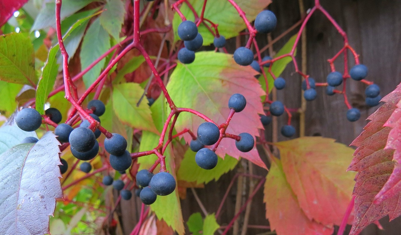 Девичий виноград посадка и уход в открытом грунте размножение