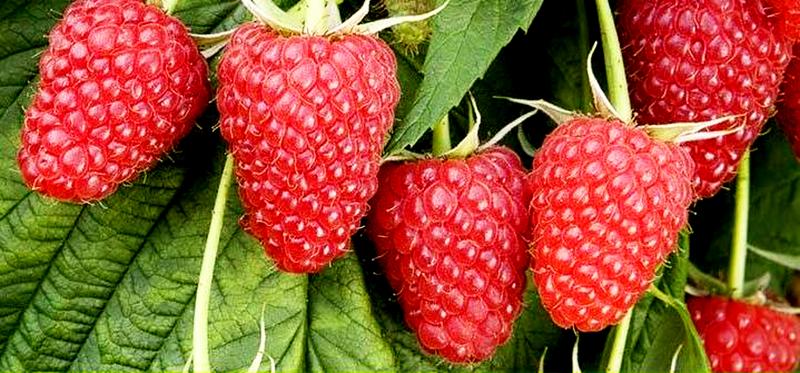 Привлекательная крупная ягода весом до 15 г с длительным периодом плодоношения