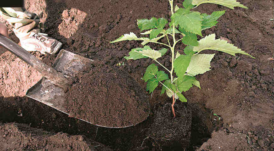 Если сразу после покупки саженца не предполагается его высадка, то растение следует прикопать, так меньше всего пострадает корневая система