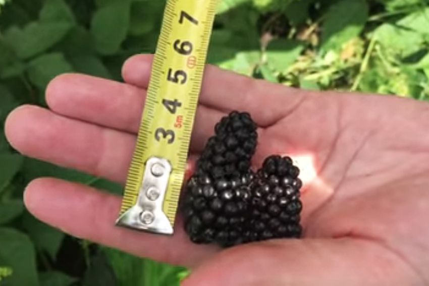 На фото — очень крупные ягоды длиной 4-5 см