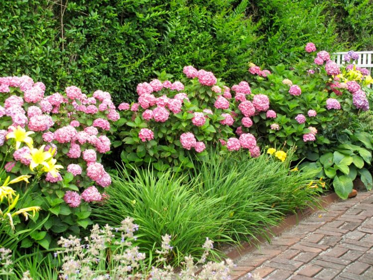 Гортензия в ландшафтном дизайне сада: фото, клумба с гортензией, живая изгородь из гортензии, схема, садовые композиции с гортензией