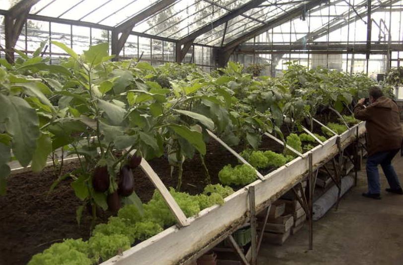 особенности выращивания овощей в теплице