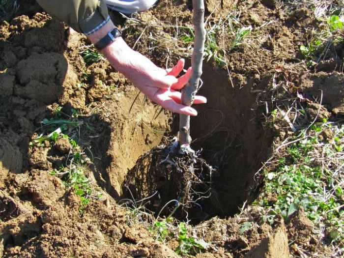 Заглубление корневой шейки в землю может привести к гибели дерева