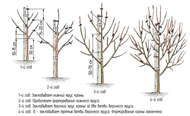 Обрезка формирует урожайное и компактное плодовое дерево