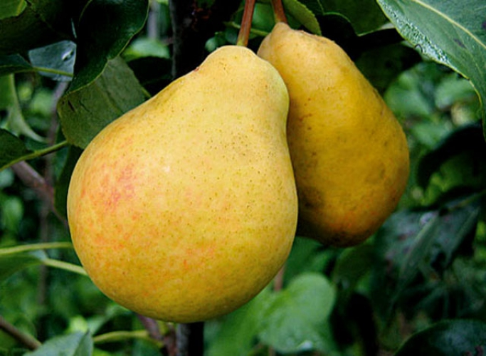Плоды Северянки небольшие, насыщенно-желтого цвета, с легким румянцем
