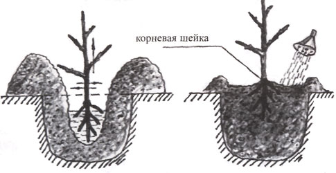 Сажать абрикос нужно так, чтобы корневая шейка осталась над поверхностью земли на 4–5 см