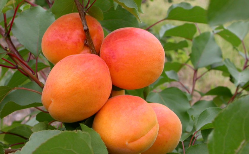 Смесь абрикоса и персика с ароматной и сочной мякотью