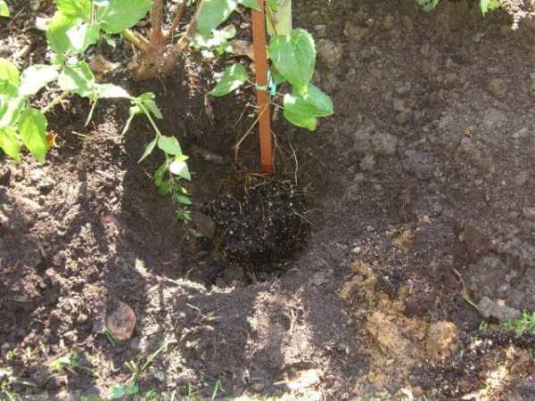 Высаживать саженцы желательно в предварительно удобренную почву