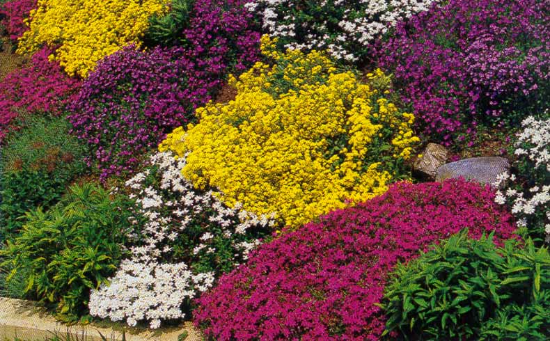 Низкорослые цветы для клумбы цветущие с названиями и фото для сада