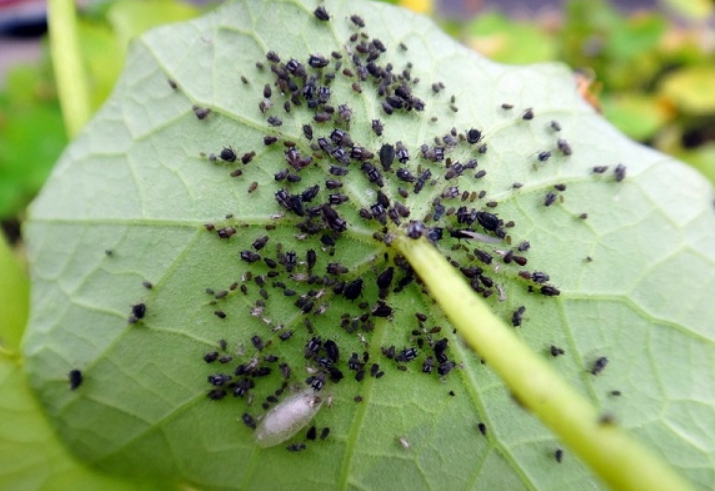 Если не вывести муравьев в теплице, то они могут привести и тлю на огурцы, а это уже большая проблема