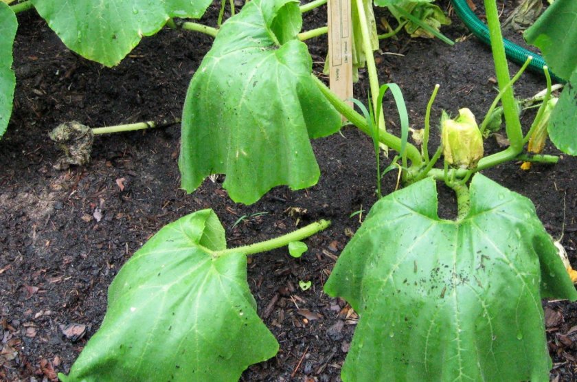 Разумная сушка может стимулировать развитие растения и соответственно высокий урожай