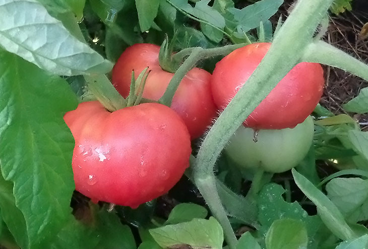 Из-за малого содержания кислоты, розовые помидоры рекомендованы для детского питания