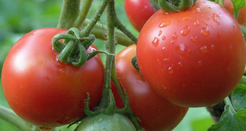 Подкормка помидор молоком и йодом: опрыскивание, обработка томатов, какподкормить рассаду, пропорции, можно ли