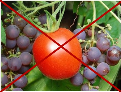 Рядом с виноградом нельзя высаживать помидоры, огурцы или другие культуры — они будут мешать правильному росту винограда — его корневая система очень объёмная