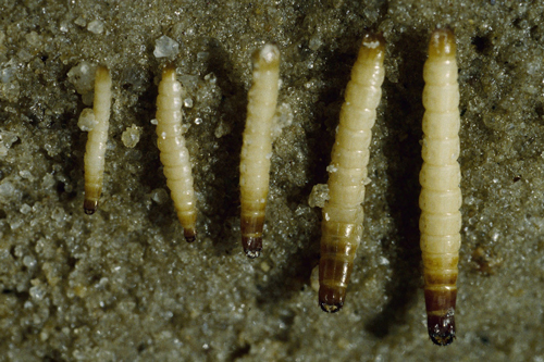 В первый год жизни личинки проволочника не очень опасны для растений, их можно раздавить как обычную гусеницу. Но чем старше они становятся, тем быстрее уничтожают культуры и тем сложнее их вывести