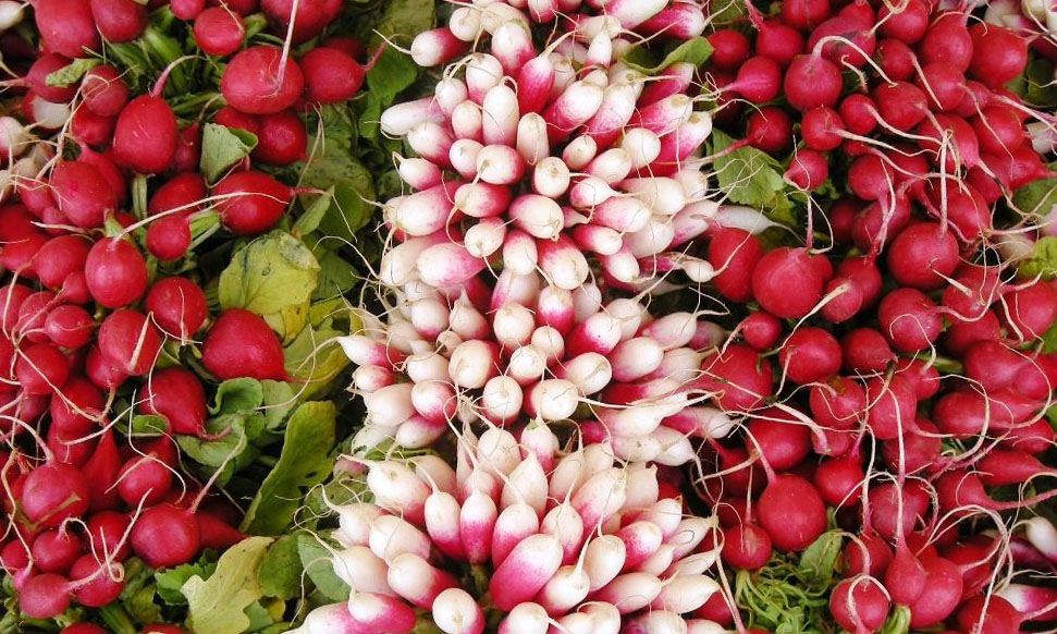 Разнообразие форм цвета и сроков созревания популярного овоща – редис