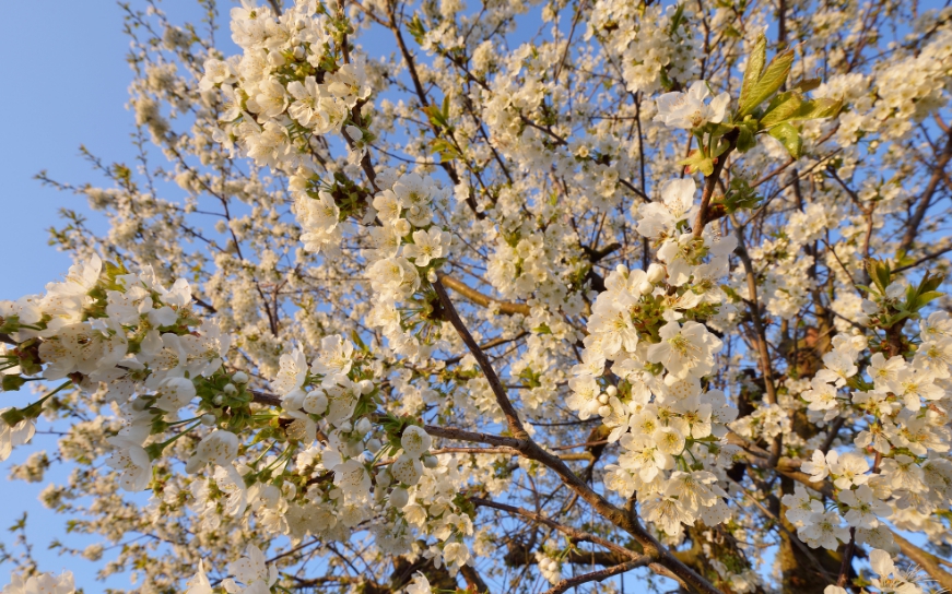Крупные цветы буквально покрывают побеги, в период цветения дерево выглядит красиво