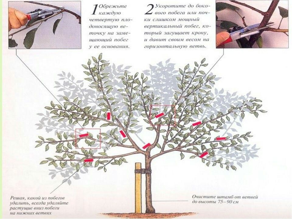 Обрезка омолодит плодовое дерево и увеличит его урожайность