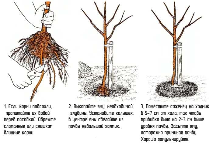 Деревце нужно привязать к колышку, иначе оно может начать расти наклонно
