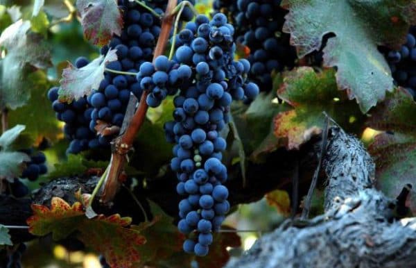 На фото — один из родительских сортов для Сиры — это старейший французский виноград Mondeuse-Blanche