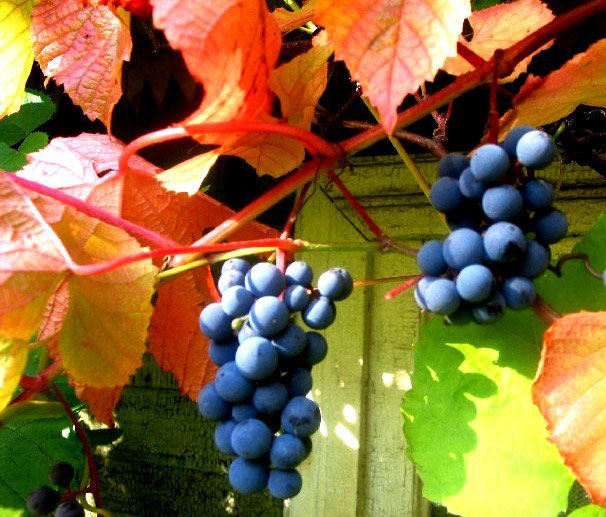 На фото — дикий амурский виноград невзрачен, но он очень сладкий, морозостойкий и устойчивый к болезням