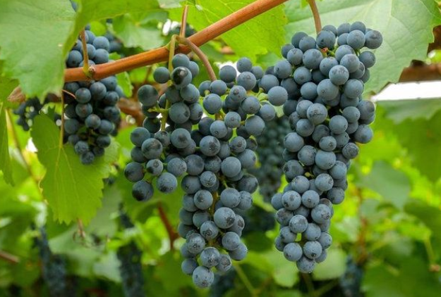 Высокая морозоустойчивость винограда Амурский позволяет собирать хороший урожай в северных районах