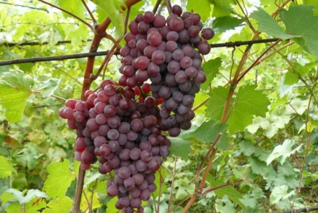 Сорт Амурский используется как для изготовления вина, так и употребляется в пищу в чистом виде