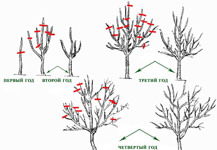 Обрезка сформирует компактно и урожайное дерево