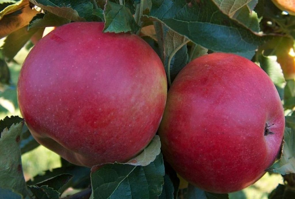 Яблоня Мантет относится к скороплодным сортам
