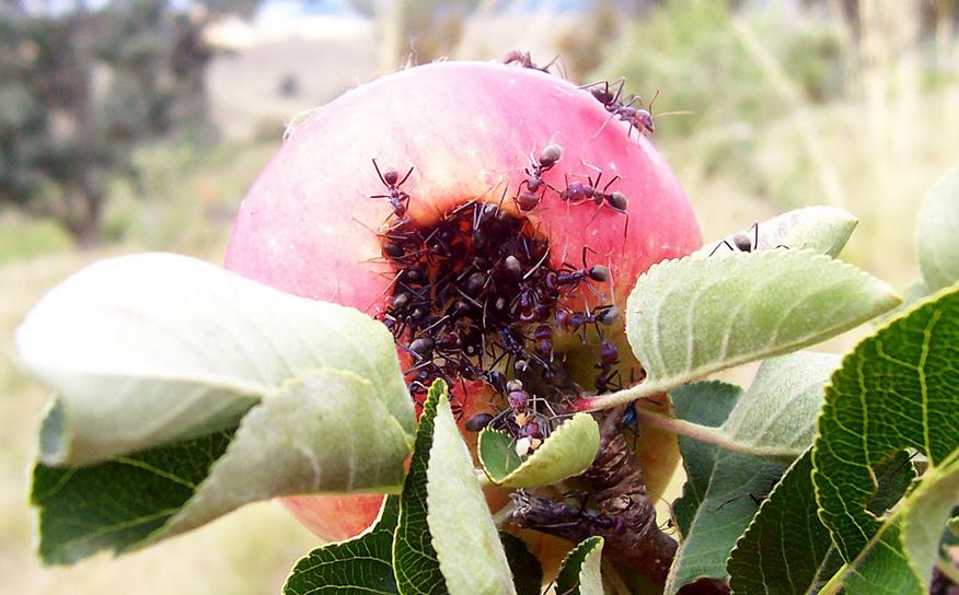 Кроме того, что муравьи поедают яблоки, они также могут кусать человека. Их укусы очень болезненны, а у некоторых людей могут вызвать сильную аллергическую реакцию